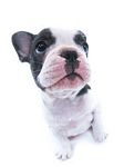 pic for French Bulldog